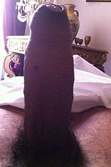 Tormo Escort Masculino