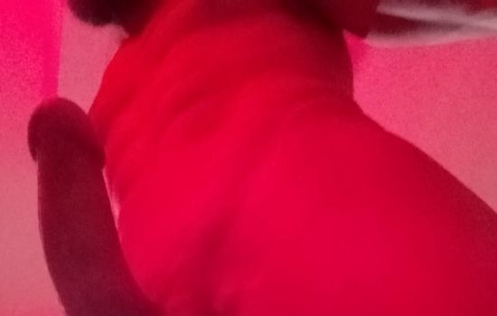 Nick Male Escort
