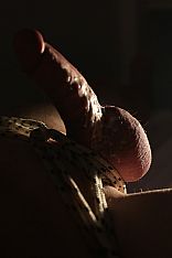 Photo #19 of Apolo Ginger